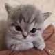 _cutekitty_