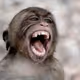 8Primate