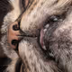 sassycat