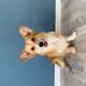 CorgiLover