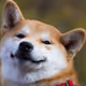 BoredDoge