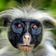 monkeys_do