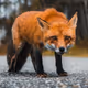 slyfox83.eth