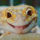 BERNYSH