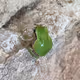 Dryophytes