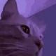 Catthatcrunchesvault