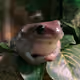 TakiTakoPog