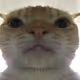 Meowwwwwww
