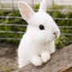 Rabbit00011
