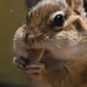 fatlittlerat