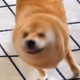 bitquence