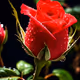 Rosevn
