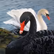 SwimmingBird15