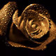 24krose