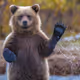 BearVault