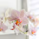 morardhy