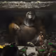 bufforangutan