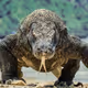 cryptokomodo