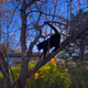 elitecat
