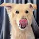 lovelyDoggie