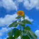 0x93a514ce10464283b70db7f7aa52d2a91ee89199