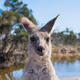 the_kangaroo