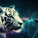 Tigerwillca2X