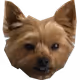 pupper0310