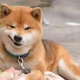 Shibauniverse666