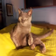 inescrutable