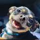 TheDoggyDude