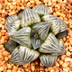 plantaddict