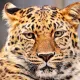 SabersOutputs