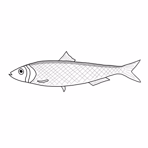 OpenSea profile picture for @Sardines
