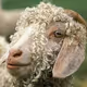 mohairmuzzler