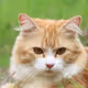 Melaniewifcat
