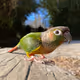 RCStrick