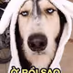 phuongttt