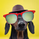Doxie_Din