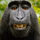 XXMonkey100XX