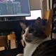 cryptocattoshe