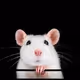 rattus