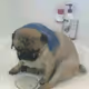 DudiDawod15