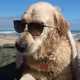 dogchain