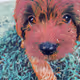 Dog_Noah