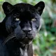 Leopardsaer