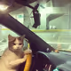 cat_