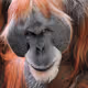 KlausStribe