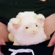 Timland