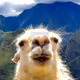 llama_drama